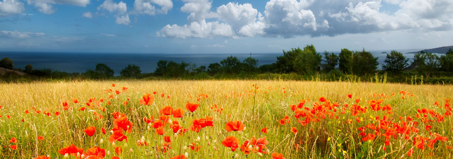 Devon in Bloom, Field of Poppies, Seaviews